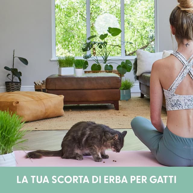 Detalle 2 de Erba per gatti da interno, kit da 3