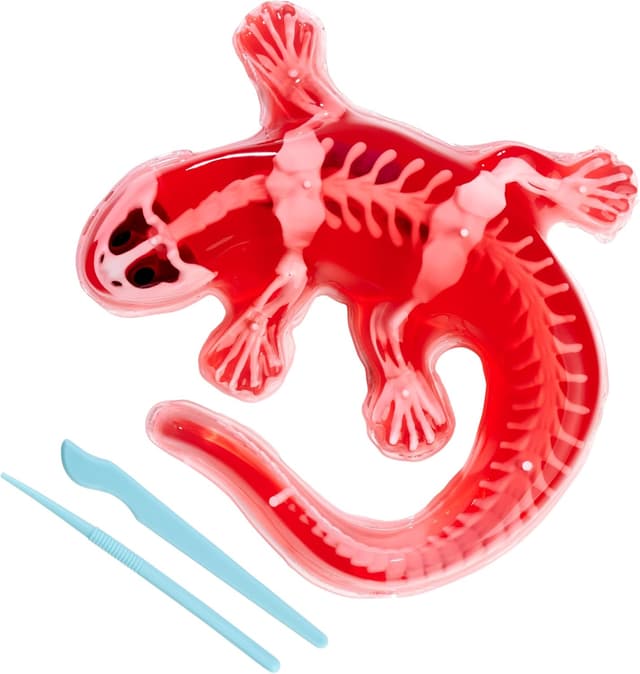 Imagen de Scout Dissect-It Salamandre à disséquer 14 cm 🐸 en OfertitasTOP