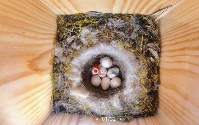 Thumbnail 6 de Hochwertiger Nistkasten inklusive Kamera