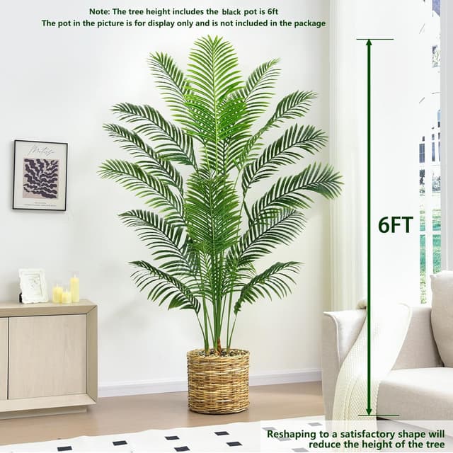 Thumbnail 2 de Palmier Arnusa 180cm en pot