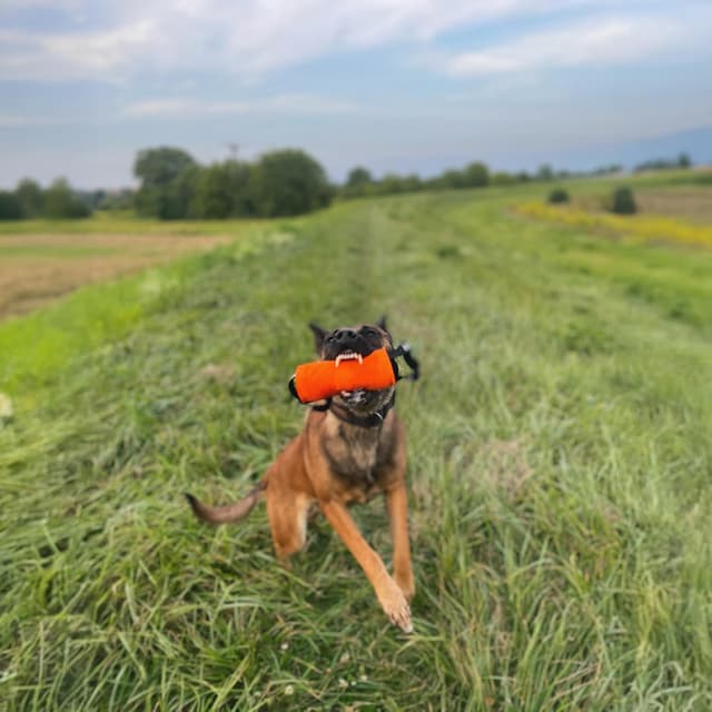 Detalle de Dingo Gear Training Mini Walze aus Nylcot (2 Griffe) 15 x 6 cm, rot – Spiel- und Trainingsspielzeug