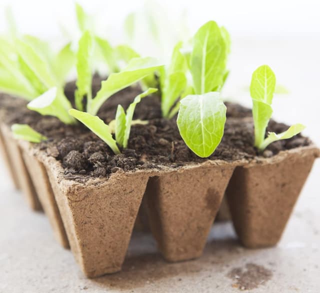 Detalle de KINGLAKE 20 Pack Biodegradable Seed Trays & Plant Pots (240 Cells) with Labels, Widger and Dibber