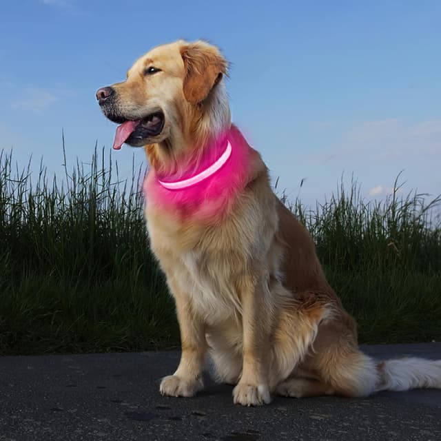 Thumbnail 6 de PcEoTllar Collier Lumineux Chien 7 couleurs