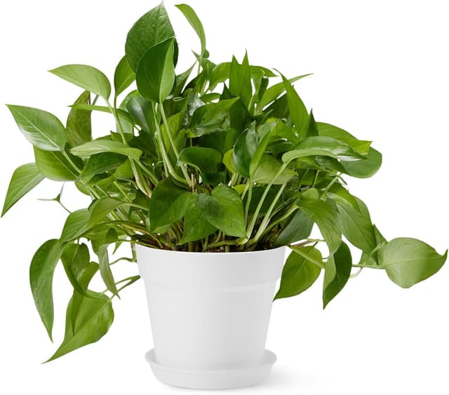 Imagen de Amazon Basics Plant Pot 20.3 cm en OfertitasTOP