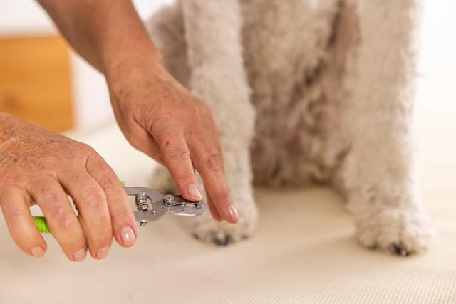 Thumbnail 1 de Wahl Coupe-Griffes pour chiens đŸ