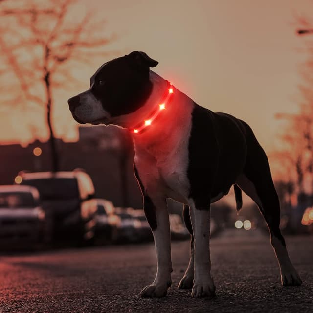 Detalle de MASBRILL Light Up Dog Collar (Rechargeable LED, Waterproof) – Red, Adjustable for Small to Large Dogs (S)