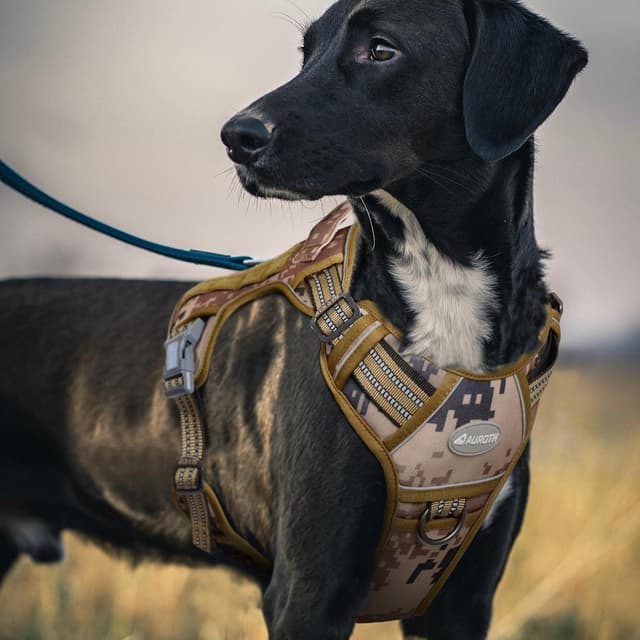 Thumbnail 6 de Auroth Tactical dog harness, Size XL