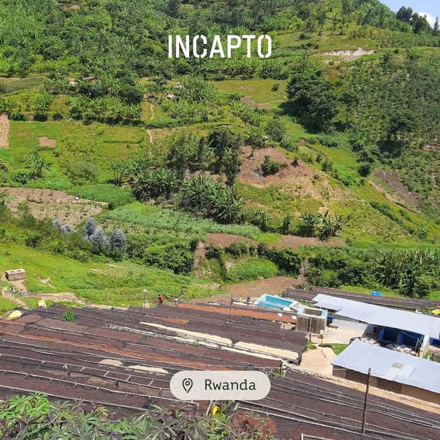 Thumbnail 6 de Incapto Café En Grano Rwanda 1kg ☕️ Especialidad SCA 86
