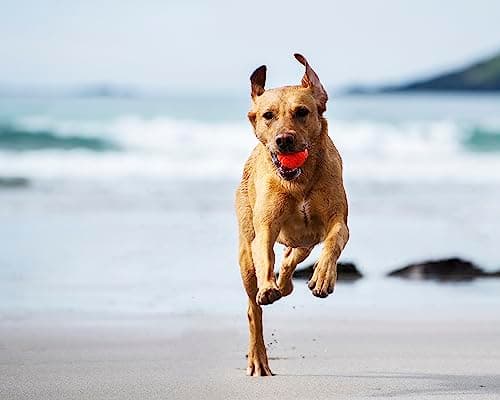 Thumbnail 3 de Chuckit Fetch Ball 2 pièces, 6 cm