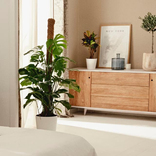 Thumbnail 5 de Monstera Deliciosa o Costilla de Adán | April Plants