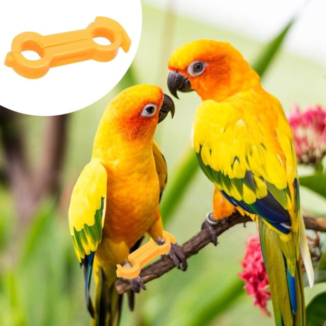 Thumbnail 4 de BNGXR Küken Beinspange 12 Stück