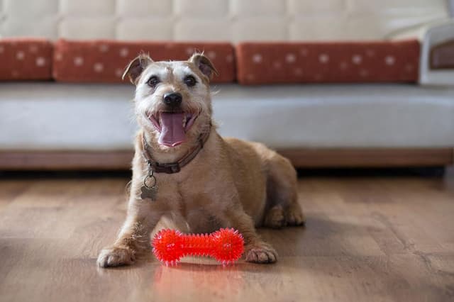 Thumbnail 1 de Gor Pets Flex Squeaky giocattolo 15,5 cm