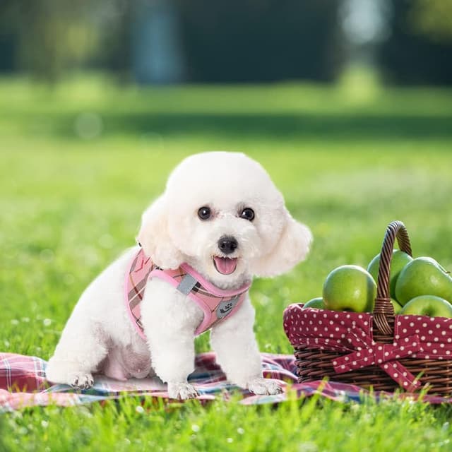 Detalle de EXPAWLORER Hundegeschirr-Set mit Leine und Halsband (kariert, mittel, rosa) – kleines Outfit für Spaziergänge