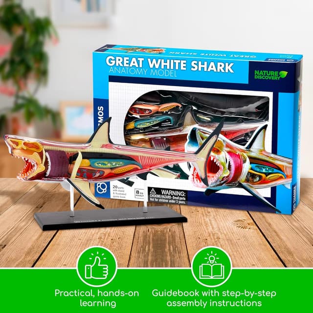 Thumbnail 5 de Thames and Kosmos Great White Shark Anatomy Model 20pc