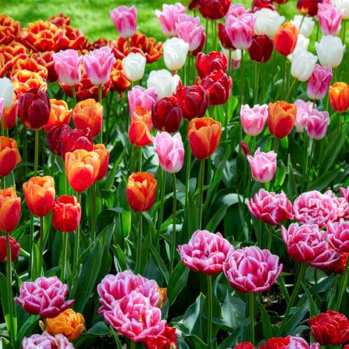 Thumbnail 1 de DUTCH BULBS EXCLUSIVE PLANTS FROM HOLLAND Bulbos de tulipán Super Collection 50 piezas 🌱