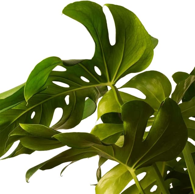 Thumbnail 2 de Monstera Deliciosa o Costilla de Adán | April Plants