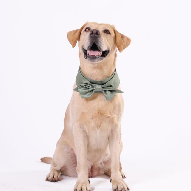 Thumbnail 6 de Lovelyshop Pet Bow Tie Collar Large