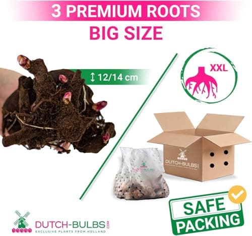 Thumbnail 5 de Collection Pivoines Passion 3 racines ⚙