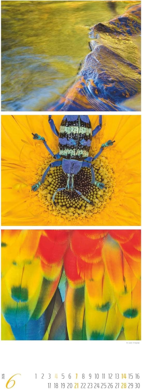 Thumbnail 6 de Alpha Edition Colours of Nature – Triplets Kalender 2026 (Wandkalender XXL 25×69 cm)