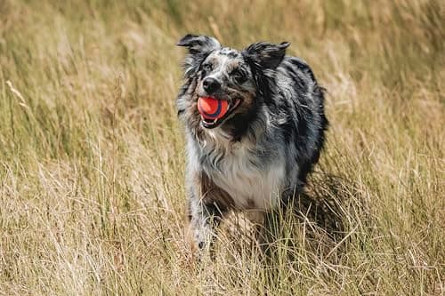 Detalle 2 de Chuckit Ultra Ball Medium 2 pelotas para perros