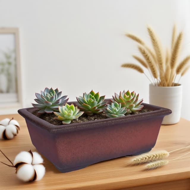 Detalle de MUZHI vaso bonsai in ceramica 21 cm