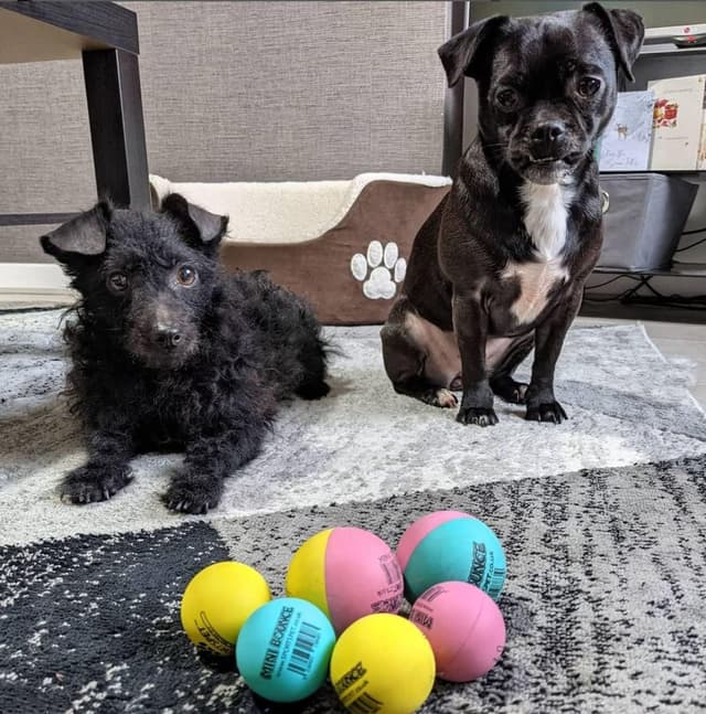 Detalle de SPORTSPET Mini Bounce Dog Balls (45mm) – Premium Natural Rubber Bounce Toys, Pack of 4