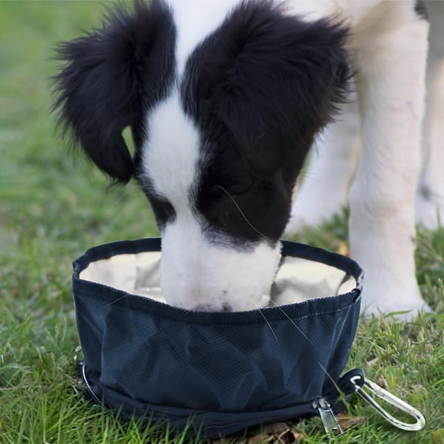 Thumbnail 6 de LumoLeaf Collapsible Dog Travel Bowls (Large) – Lightweight foldable food & water bowls with zipper and carabiner