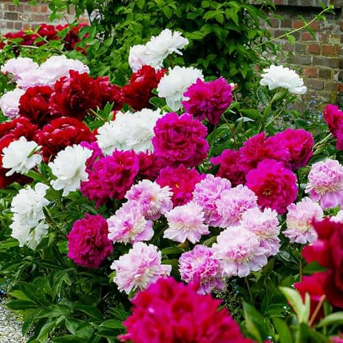 Imagen de Collection Pivoines Passion 3 racines ⚙ en OfertitasTOP