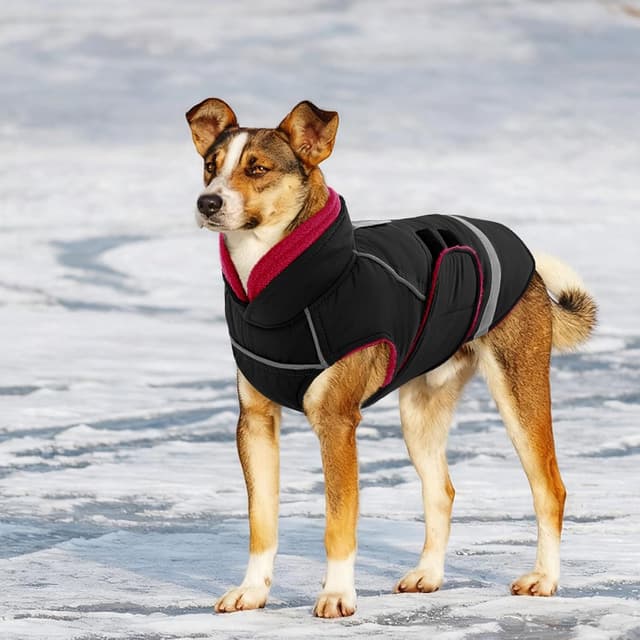 Thumbnail 6 de CITÉTOILE Hundejacke mit Klettverschluss – reflektierend, Führungsöse & wärmender Kragen (Schwarz, XS)