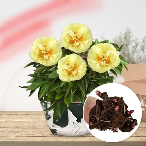 Thumbnail 1 de Pivoine Yellow Passion 1 racine ⚓