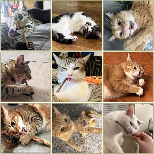 Detalle 2 de SeaMorn Matatabi Silvervine Kausticks (30 Stück) – Katzenminze-Spielzeug für Zahnpflege & gegen Mundgeruch