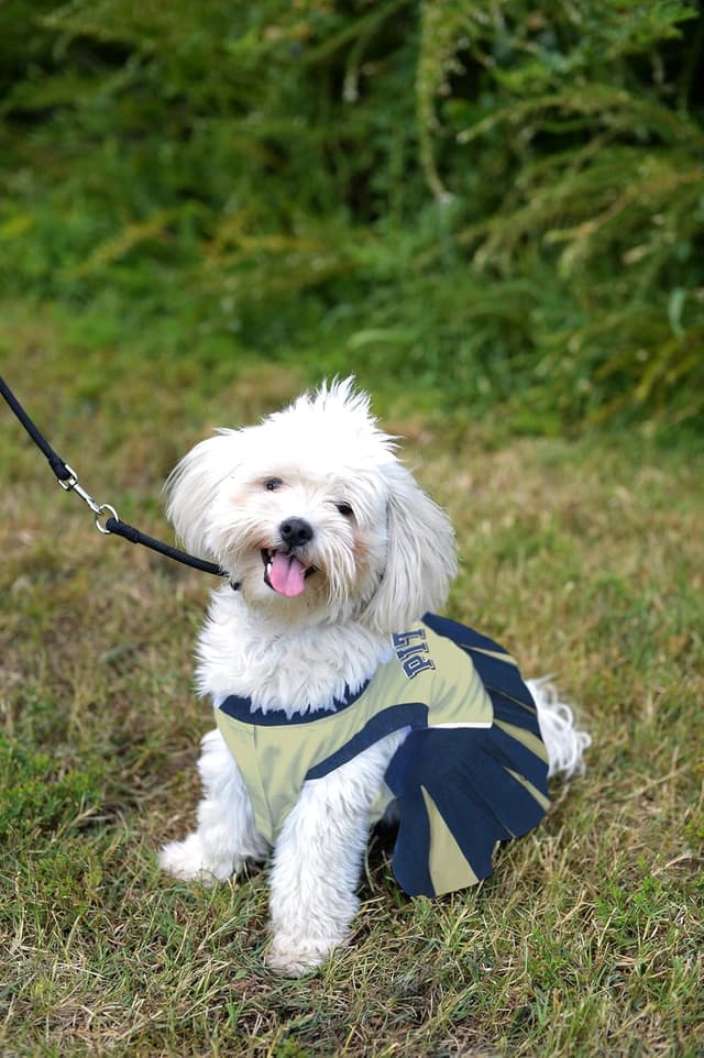 Detalle de Pets First NCAA Pittsburgh Panthers Dog Cheerleader Outfit (X-Small)