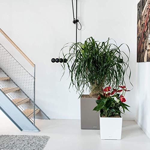 Thumbnail 3 de LECHUZA Cube Premium 30 - Maceta Negra Brillante