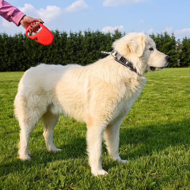 Detalle de Ferplast Flippy One laisse enrouleur 5 m 🐕