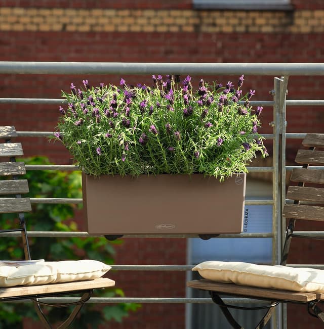 Thumbnail 5 de Lechuza Balconera Color 50 Muskat All-in-One