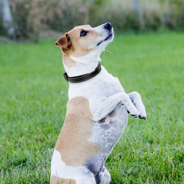 Thumbnail 6 de Joytale Reflective Dog Collar M, Adjustable Nylon