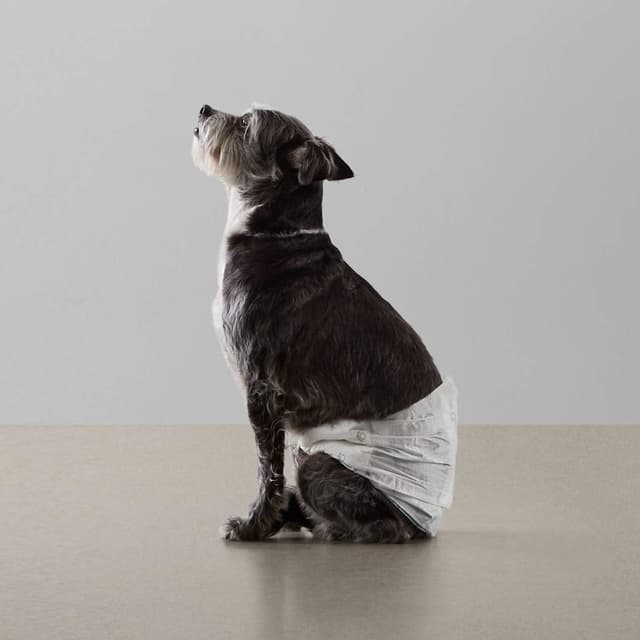 Thumbnail 6 de Amazon Basics Couches pour chien 30 S