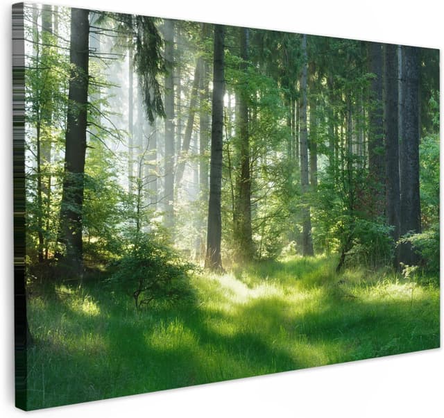 Imagen de Impression sur toile 60x40 arbres en OfertitasTOP