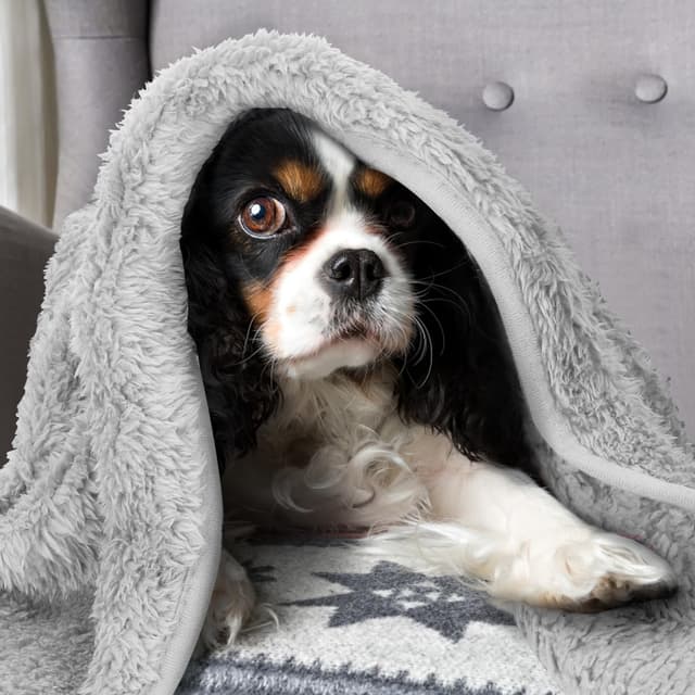 Thumbnail 5 de Nobleza Morbida Coperta in pile 120x100 Grigio