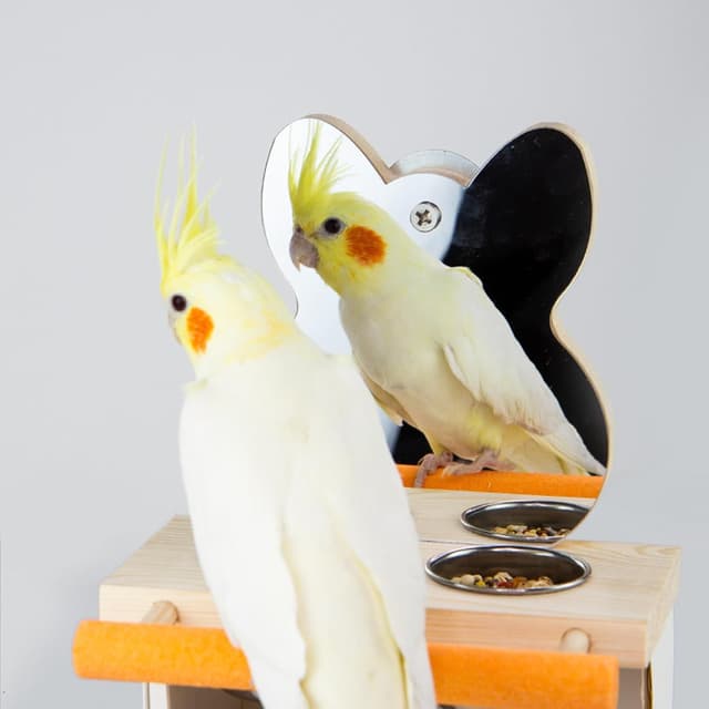 Detalle 2 de Vogelspiegel mit Sitzstange und 2 Fütterungstassen – Spiegel-Kauspielzeug aus Holz für Papagei & Co.