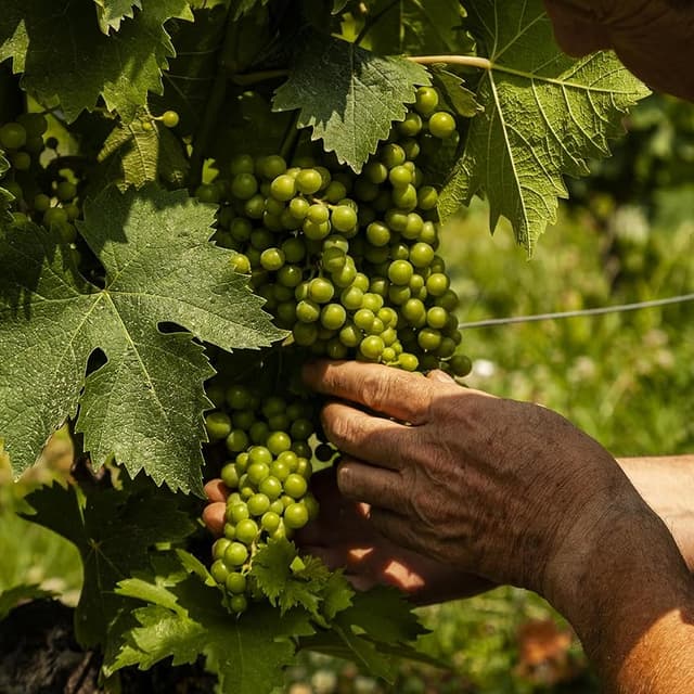 Thumbnail 4 de Villa Ascenti Ginebra artesanal 700 ml 🍸