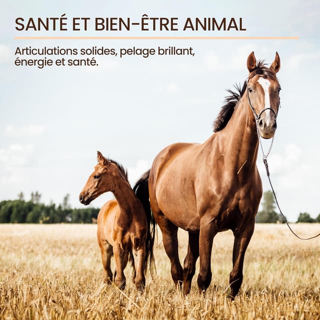 Thumbnail 1 de bleu & marine Huile de Lin 5000 ml 🐾