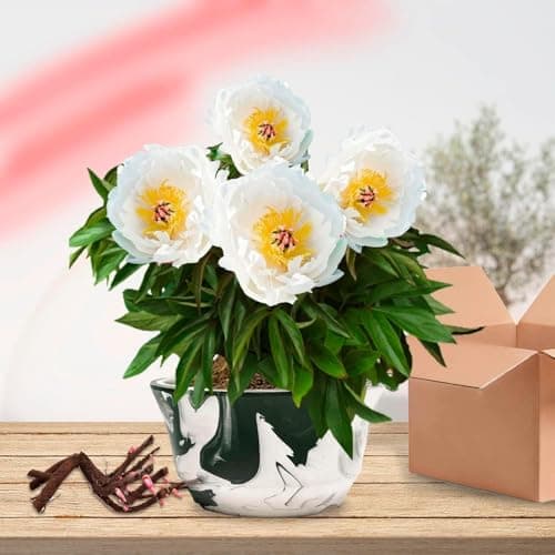 Thumbnail 2 de Pivoine Itoh White Passion à planter ⚙