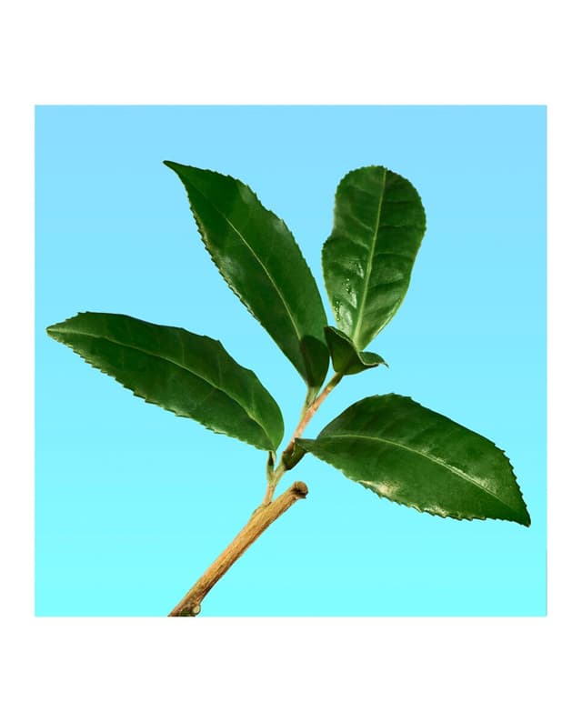 Thumbnail 5 de Calvin Klein cK one Perfume 300 ml