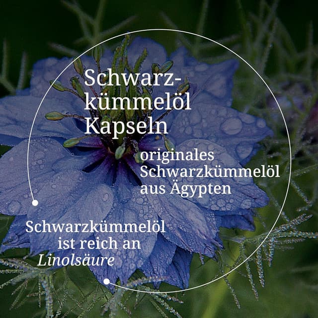Detalle 2 de Schwarzkümmelöl Kapseln hochdosiert ägyptisch vegan (190 Stk) – 2000 mg Tagesdosis von BÄRBEL DREXEL®