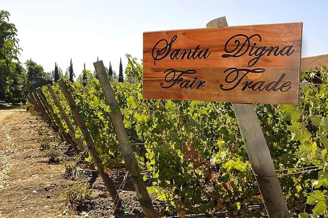 Thumbnail 1 de Miguel Torres Santa Digna Chardonnay 6×75 cl 🍷