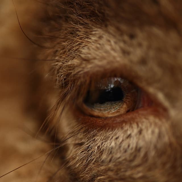 Detalle 2 de Canon RF 85mm F2 objetivo MACRO 1:2,0 IS STM