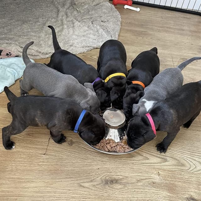 Detalle 2 de Puppy slow feed bowl 30cm 1.4L