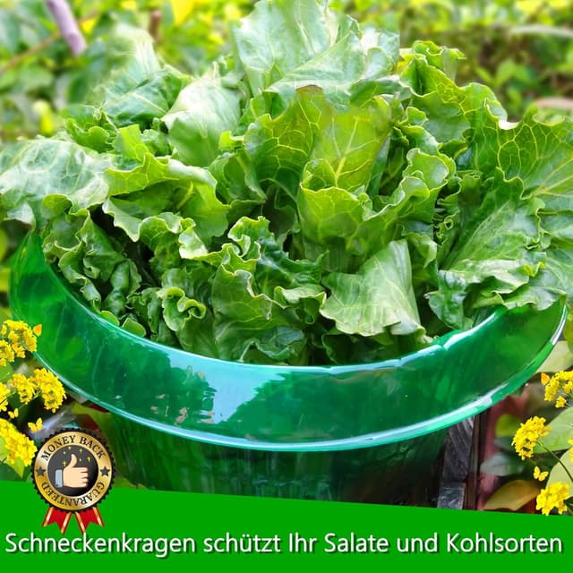 Detalle de Schneckenkragen / Schneckenzaun (12 Stück) zum Schutz von Salat- und Kohlpflanzen, Ø 24 cm, grün