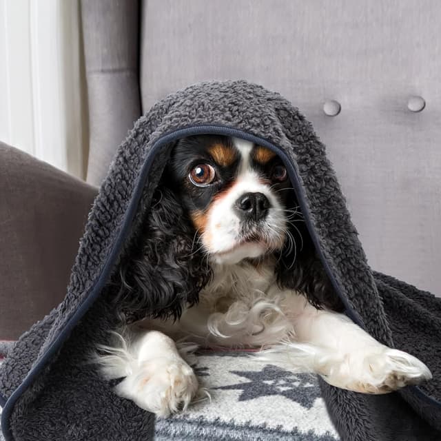 Detalle 2 de Nobleza Couvertures en peluche douces 100 x 80 cm pour chiens, chats et petits animaux lavable gris